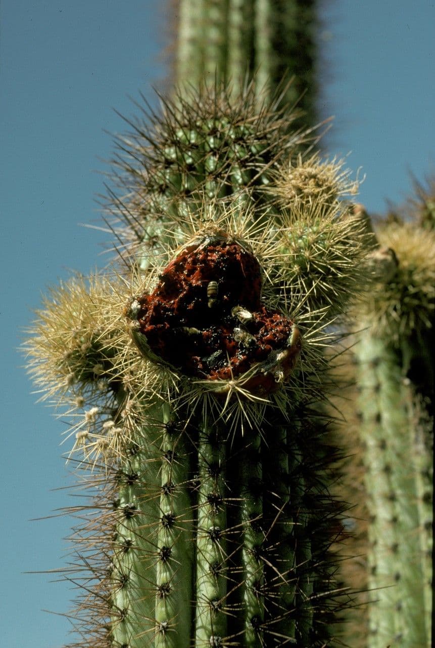 Cactus organo