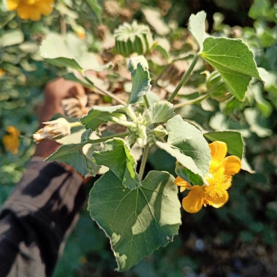 Abutilon 22