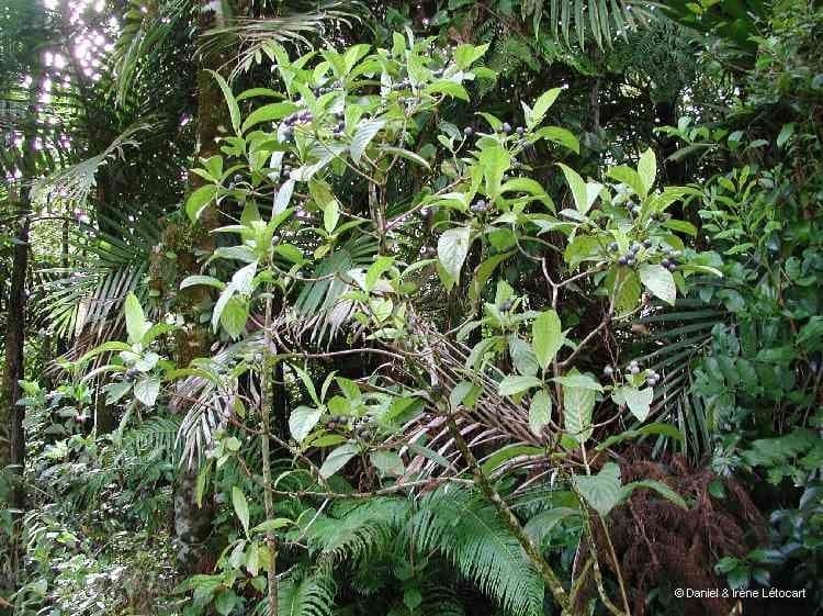 Psychotria 5