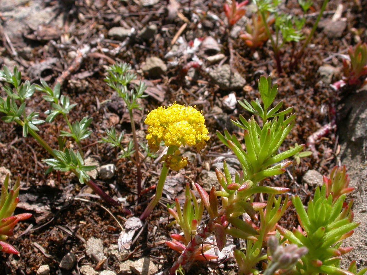 Lomatium 5