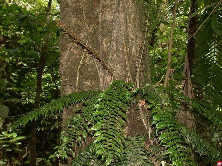 Lomariopsis 8