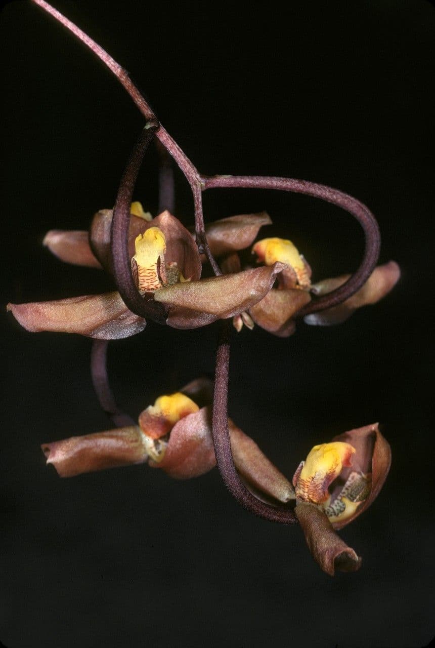 Gongora 2