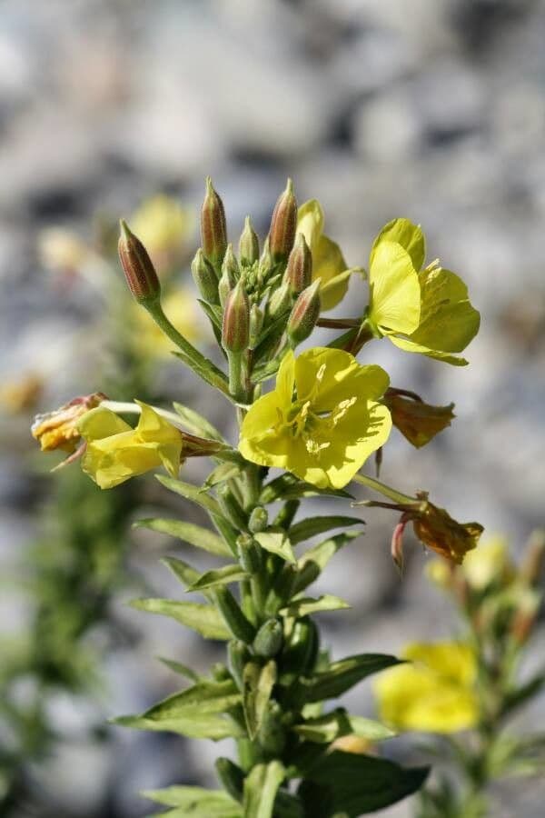Hairy evening primrose 6