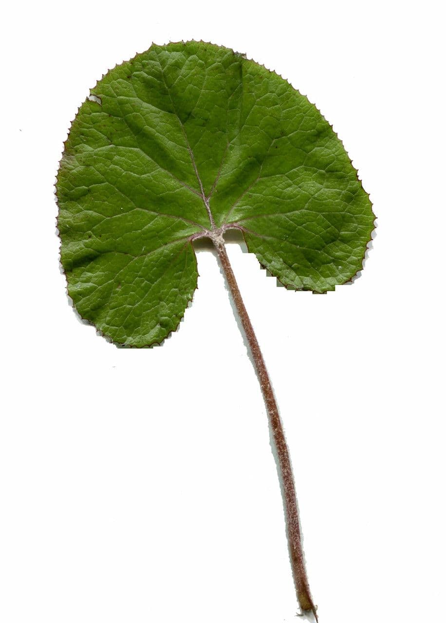 Deväťsil pyrenejský 27