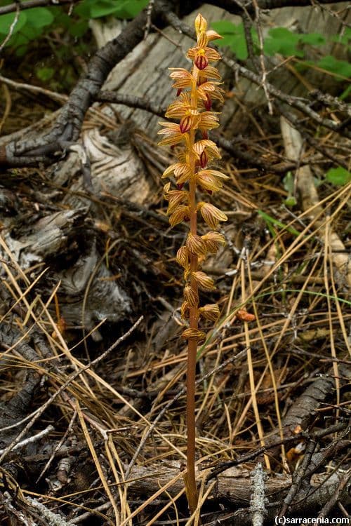 Coralloriza striata 5