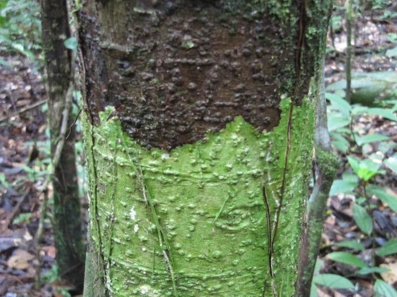 Eschweilera collinare 2