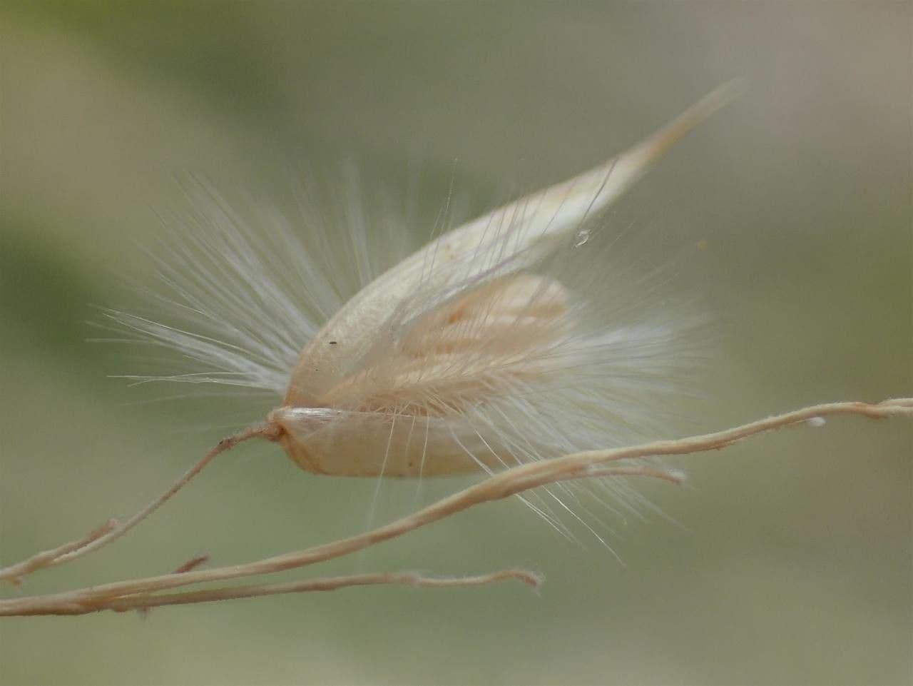 Espiguilla 3