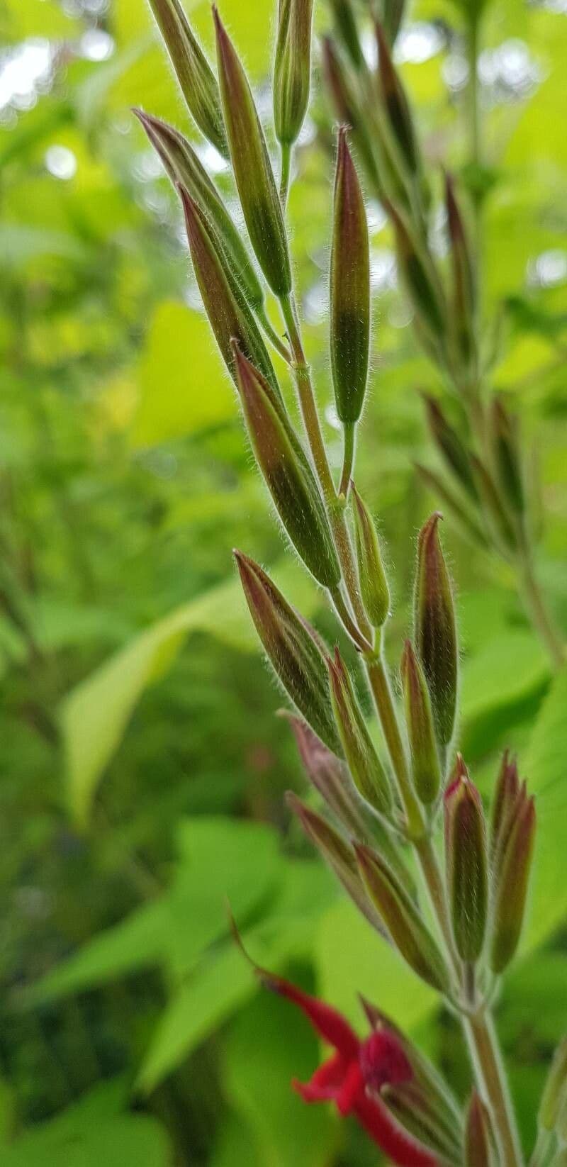 Salvia ananas 22