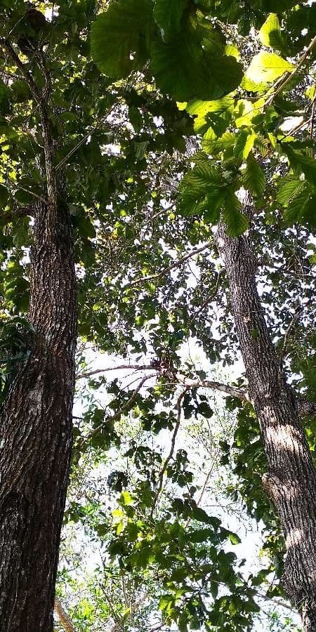 Quercia 2