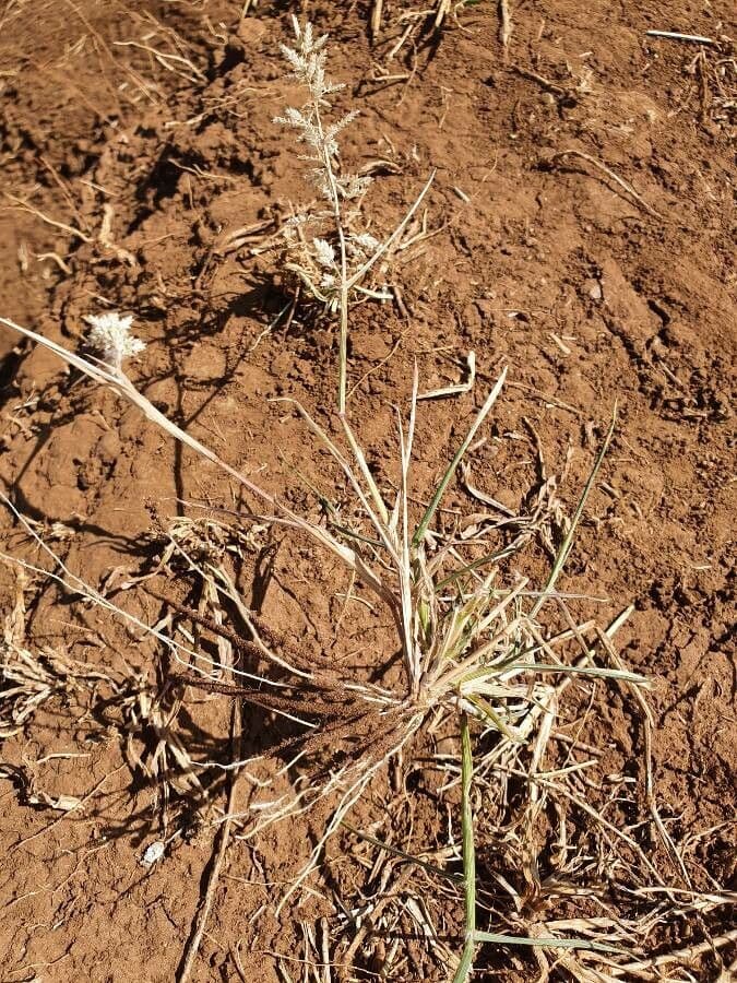 Eragrostis 9