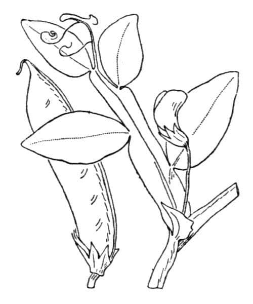 Vesce d'Ochrus 25