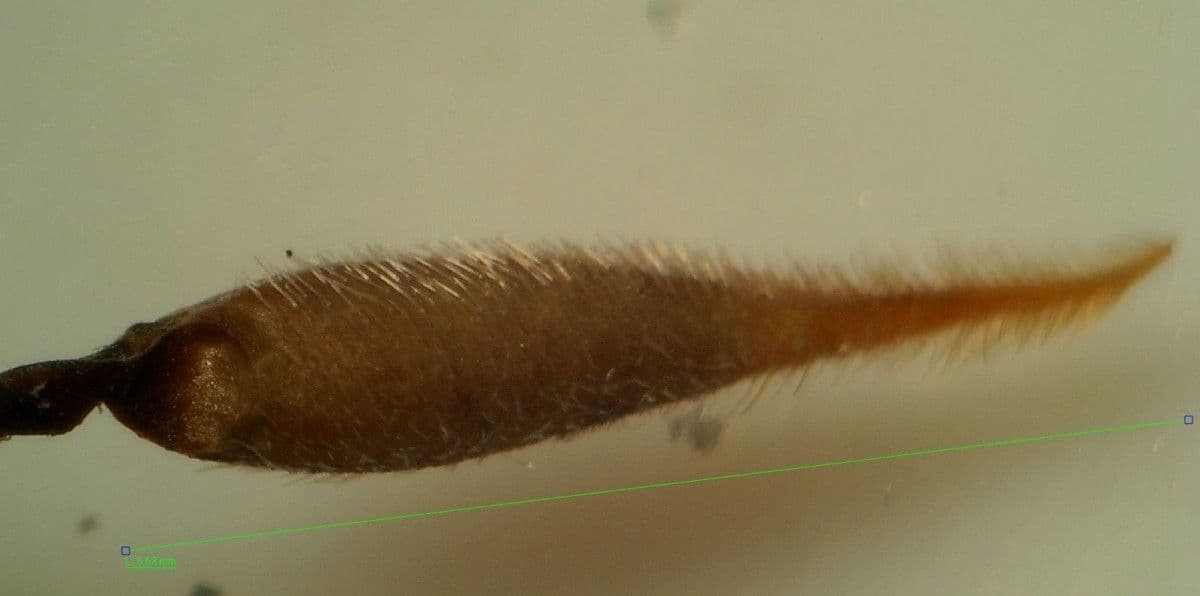 Erodium aethiopicum 19