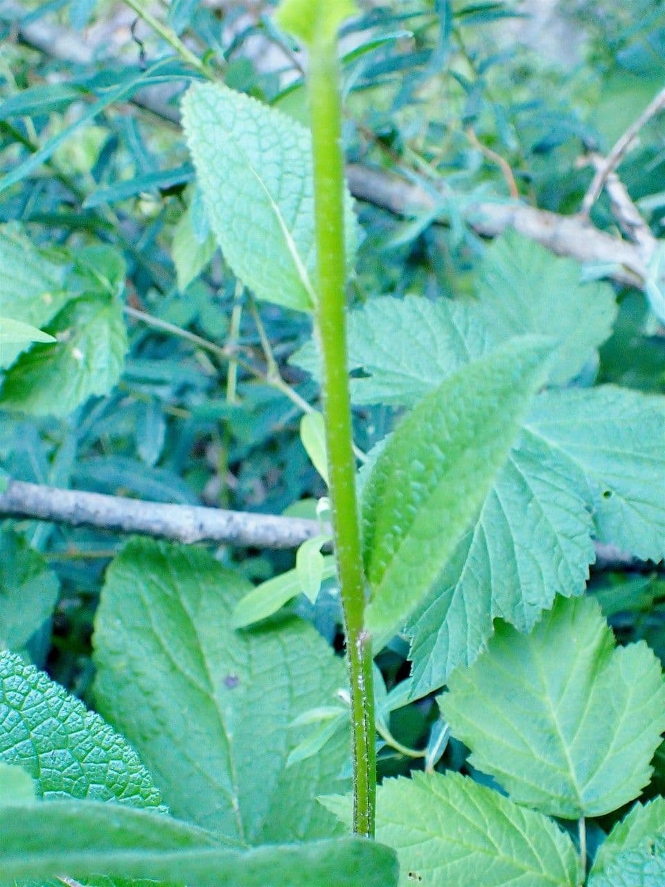 Verbasco nero 24