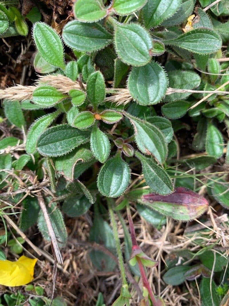 Tuberaria 8