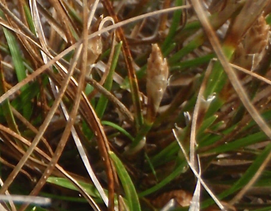 Dwarf sedge 14