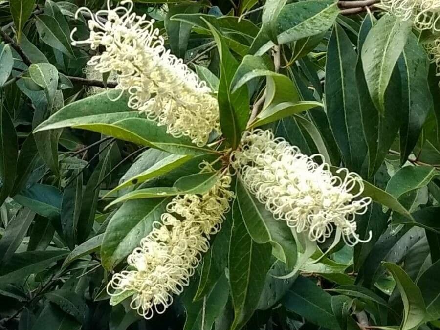 Buckinghamia 7