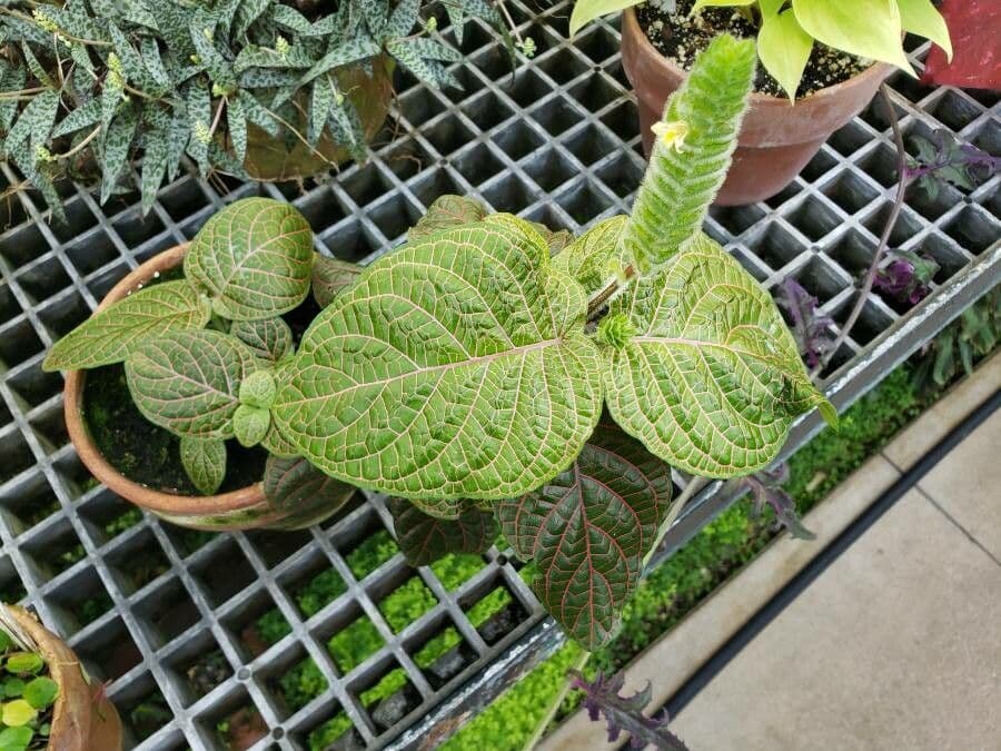 Fittonia 6