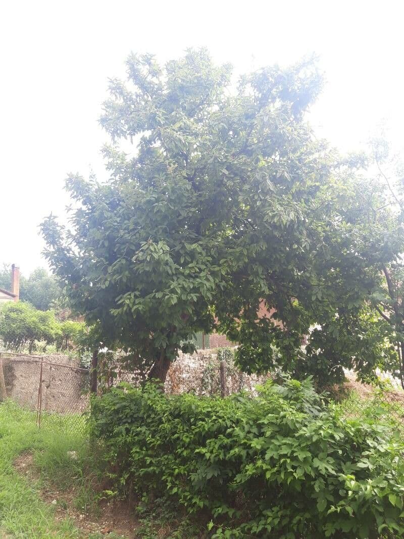 Nespolo comune 16