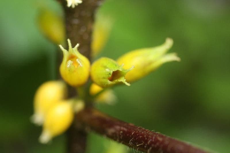 Besleria 4