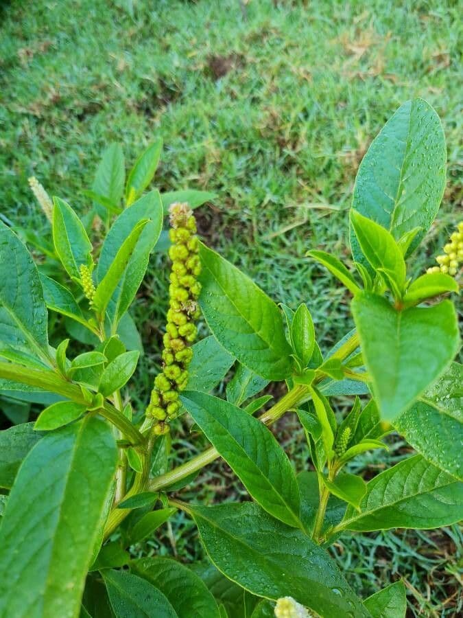 Phytolacca octandra 6