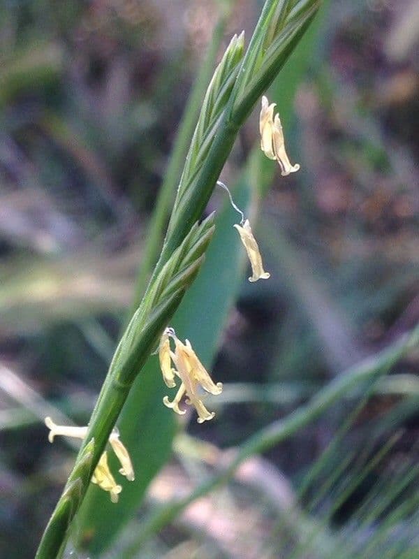 Loglio perenne 9
