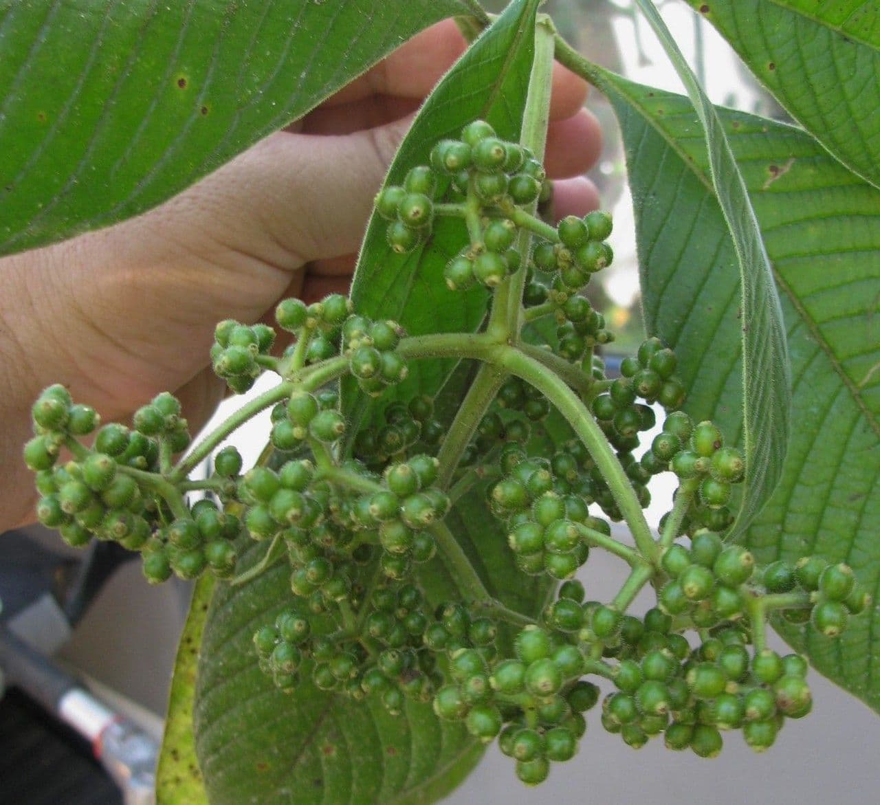 Psychotria 11
