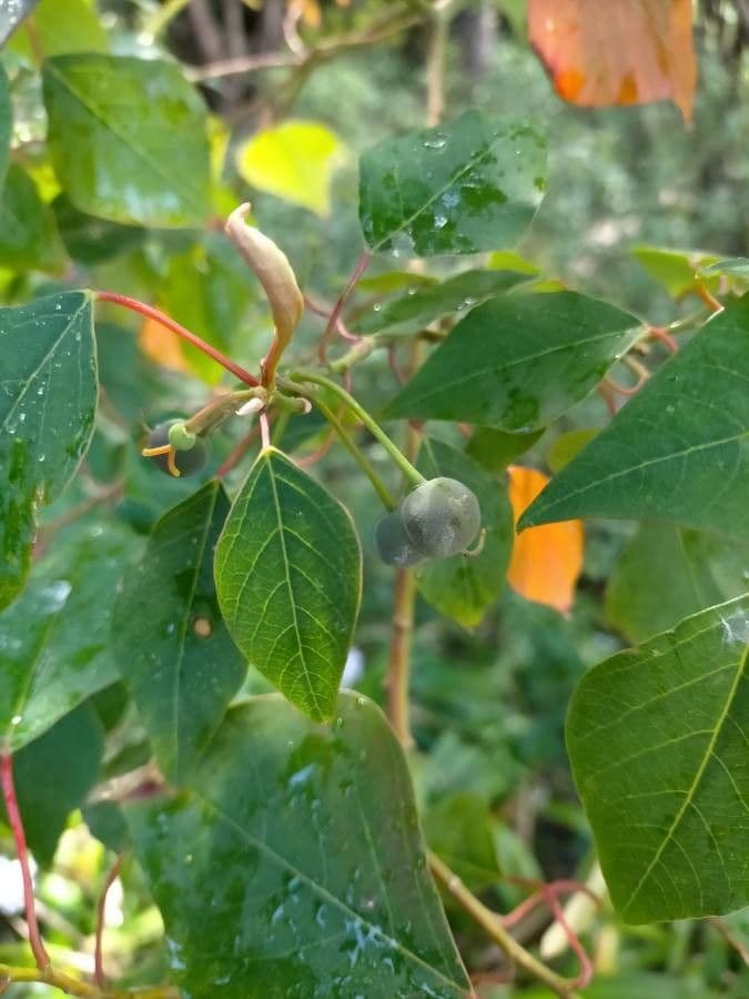 Homalanthus populifolius 3