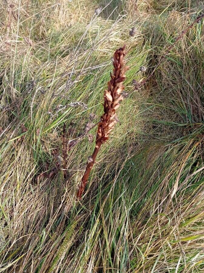 Orobanche del ginestrone 18