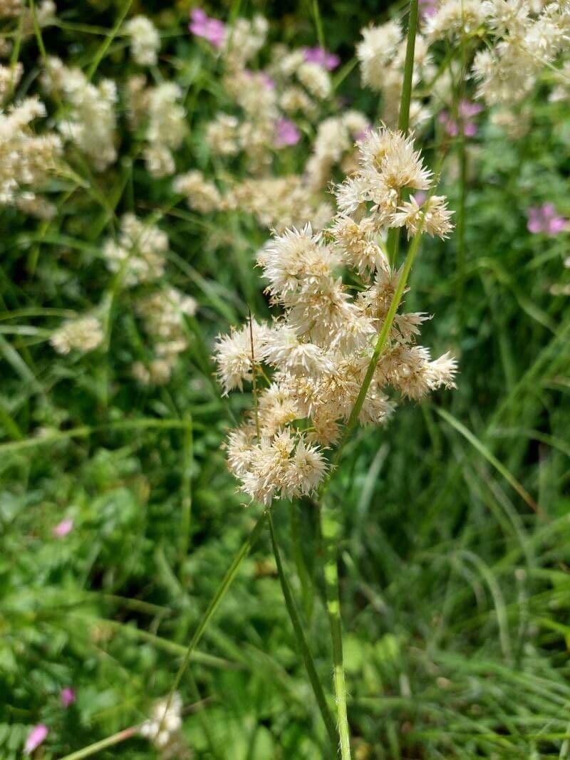 Erba lucciola bianca 9