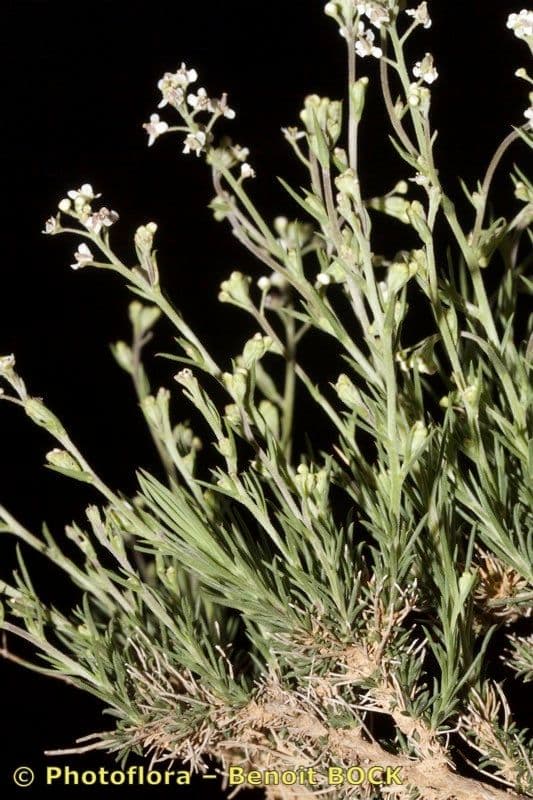 Lepidio subulato 10