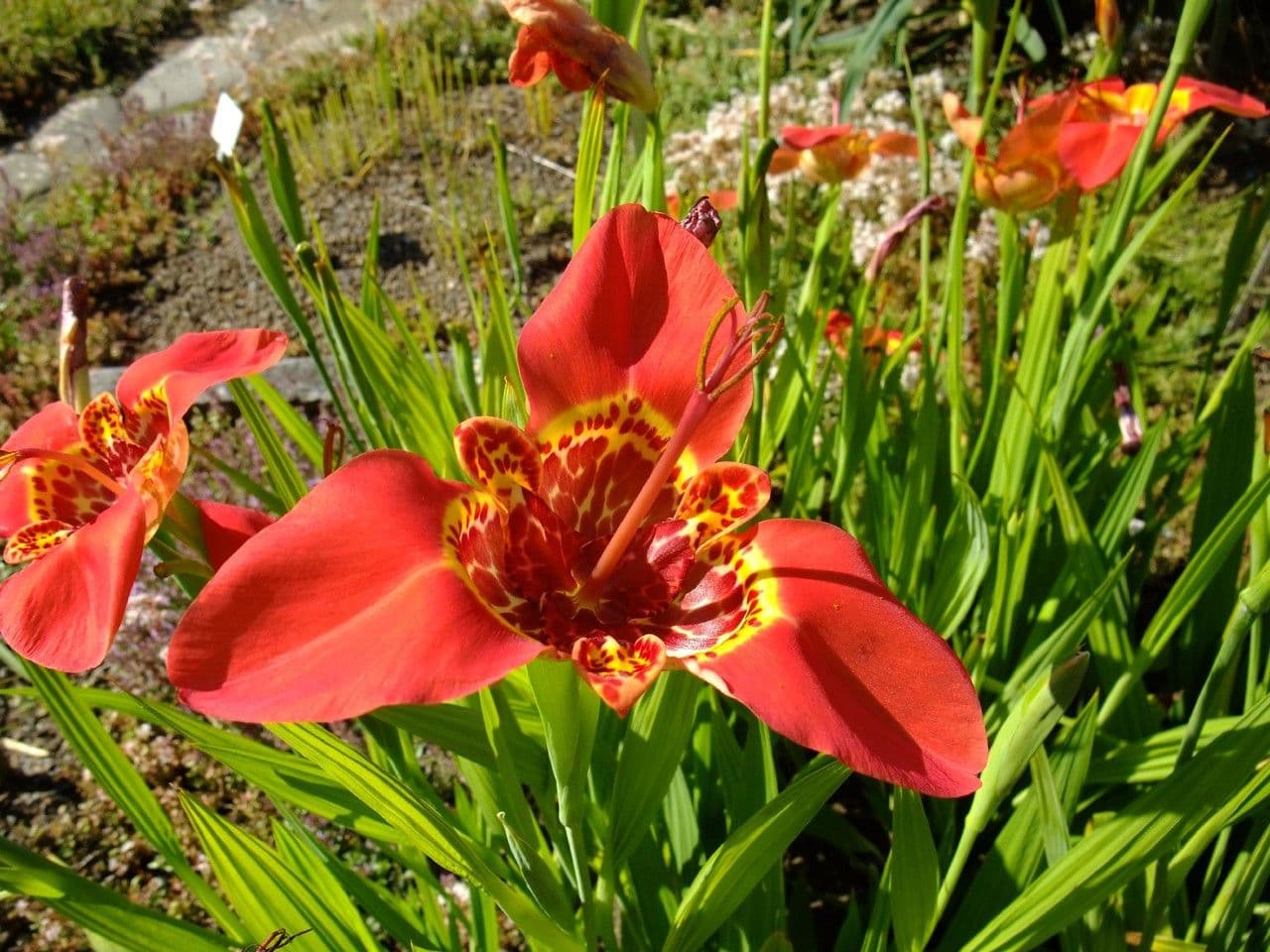 Tigridia 6