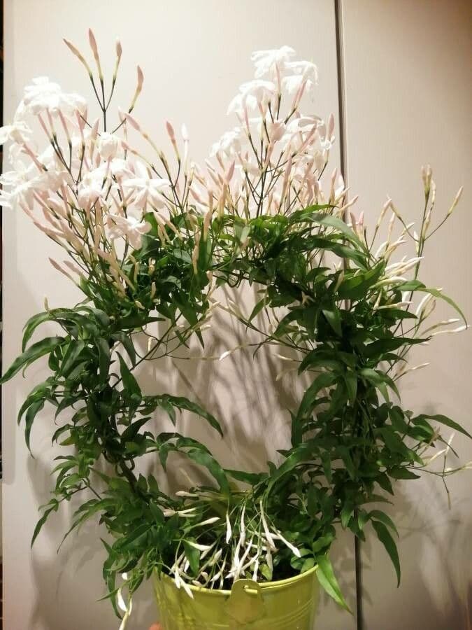 Duftjasmin 7