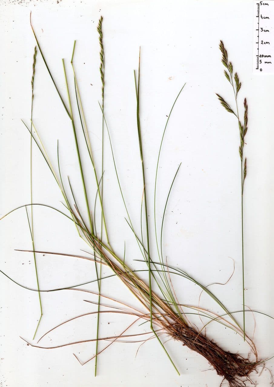 Festuca de hoja variable 13