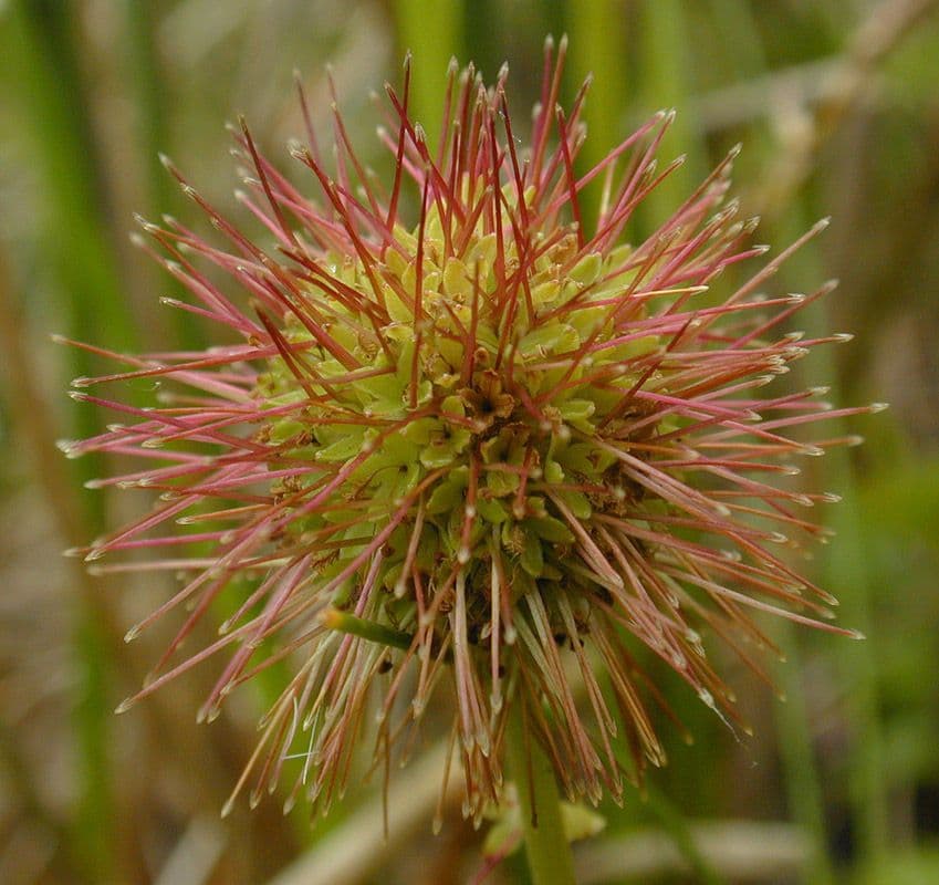 Acaena 6