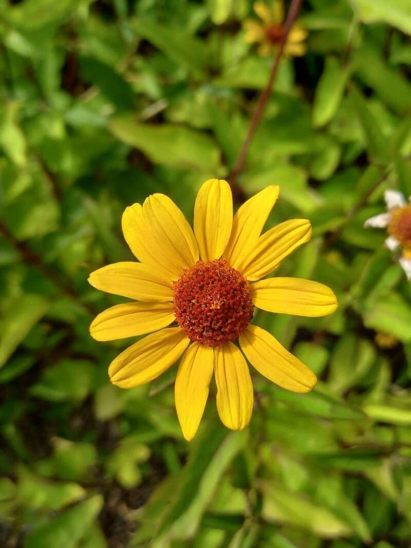 Girasole pauciflora 3