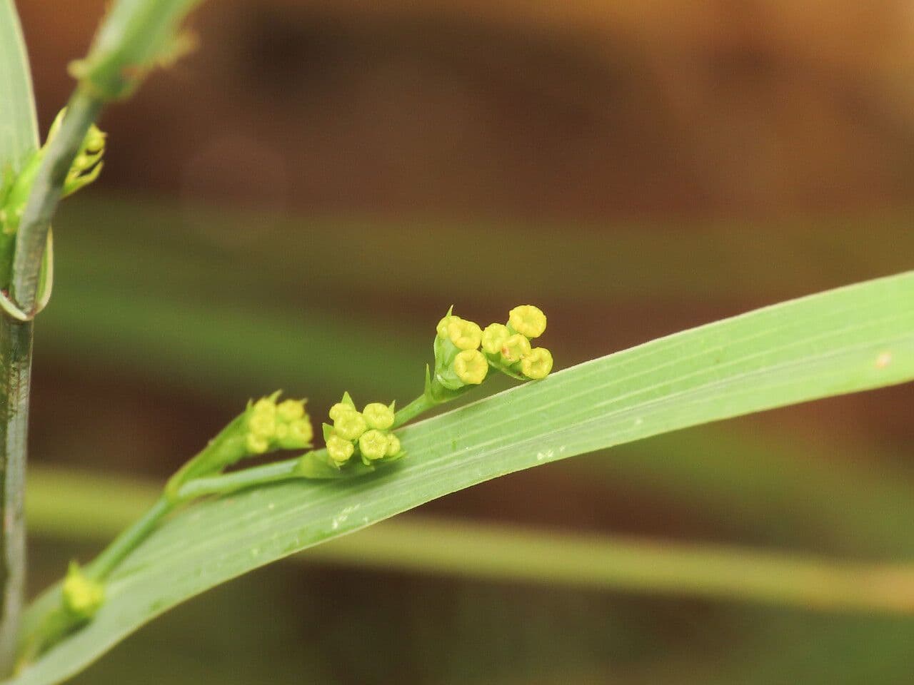 Bupleurum 8