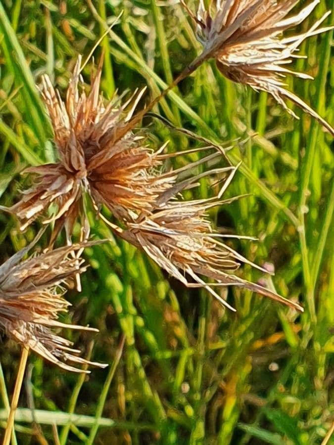 Temeda 8
