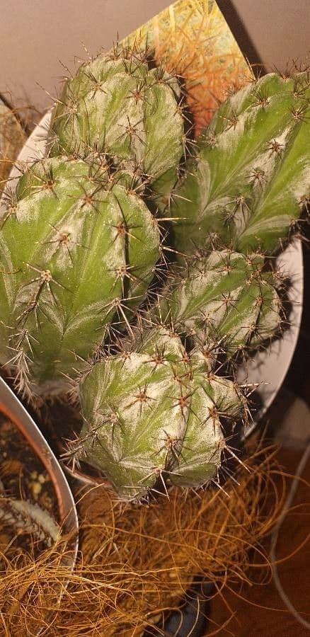 Polaskia 2