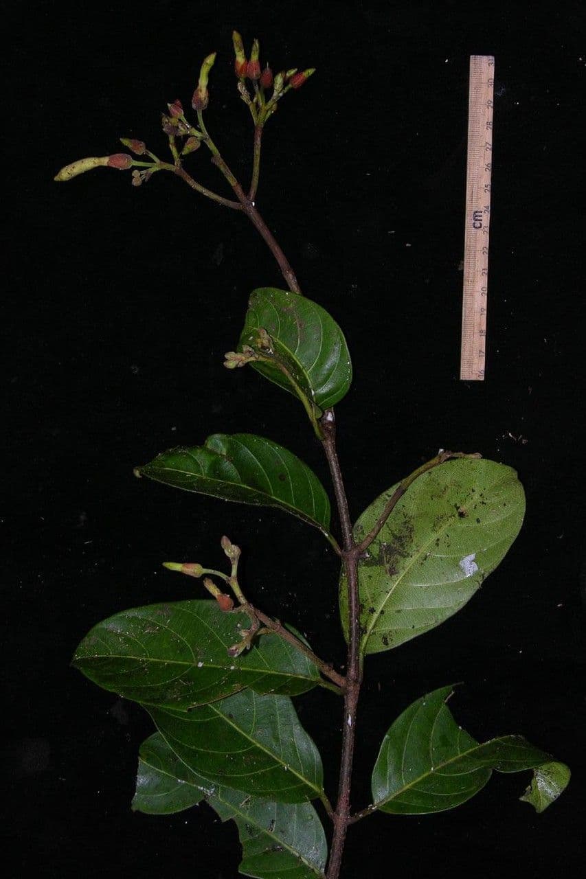 Odontadenia 10