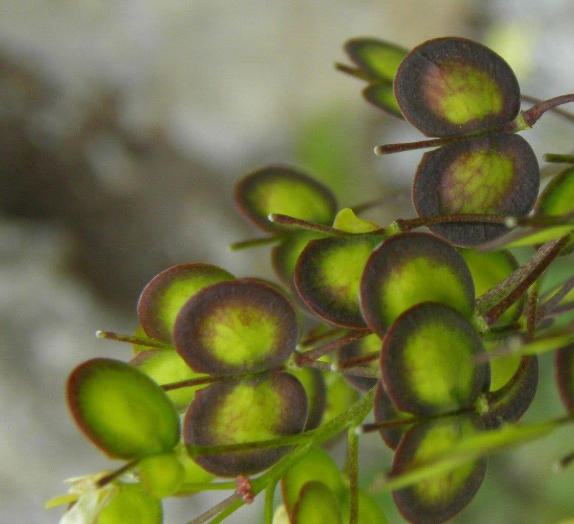 Biscutella arvernensis 2