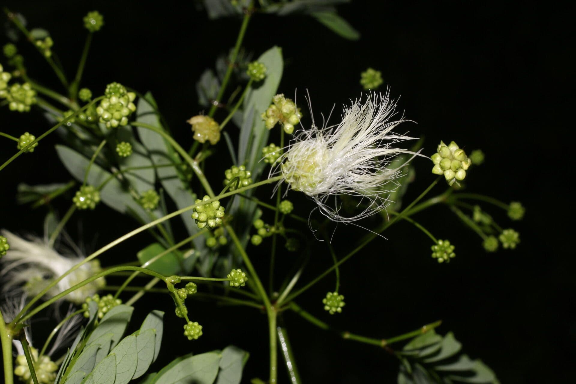 Schott's stickpea 8