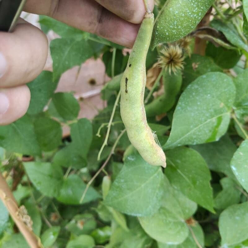Runner bean 5
