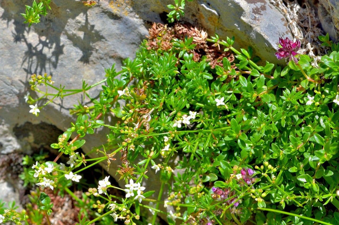 Sviezel 6