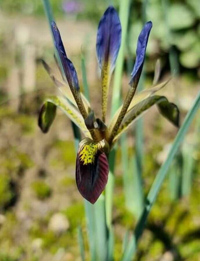 Iris