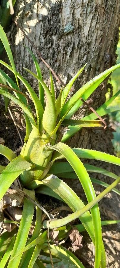 Bromelia 9