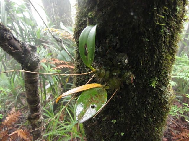Dendrobium 9