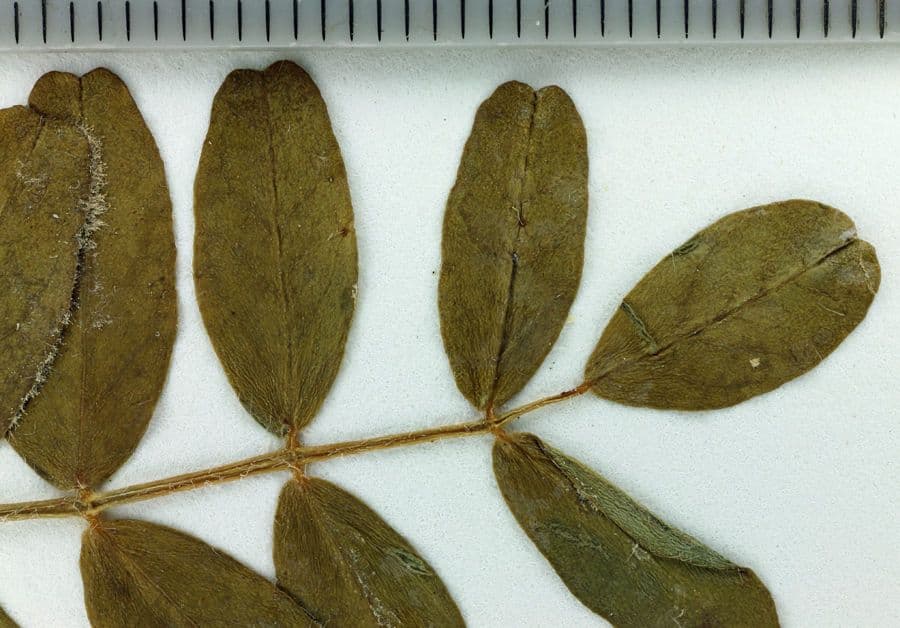 Astragalo 2