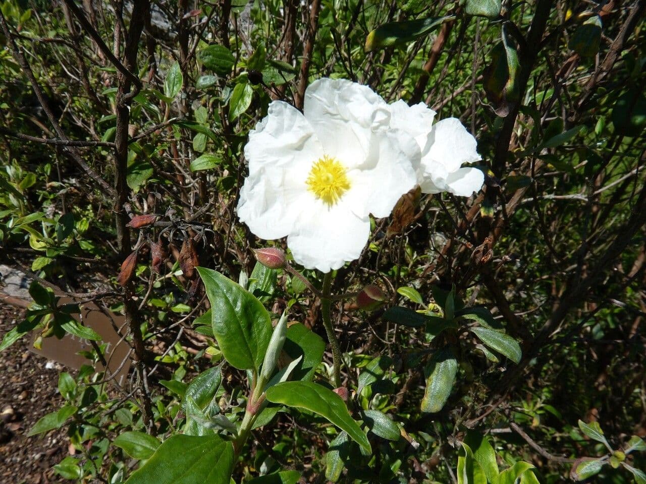 Cistus vavřínolistý 30