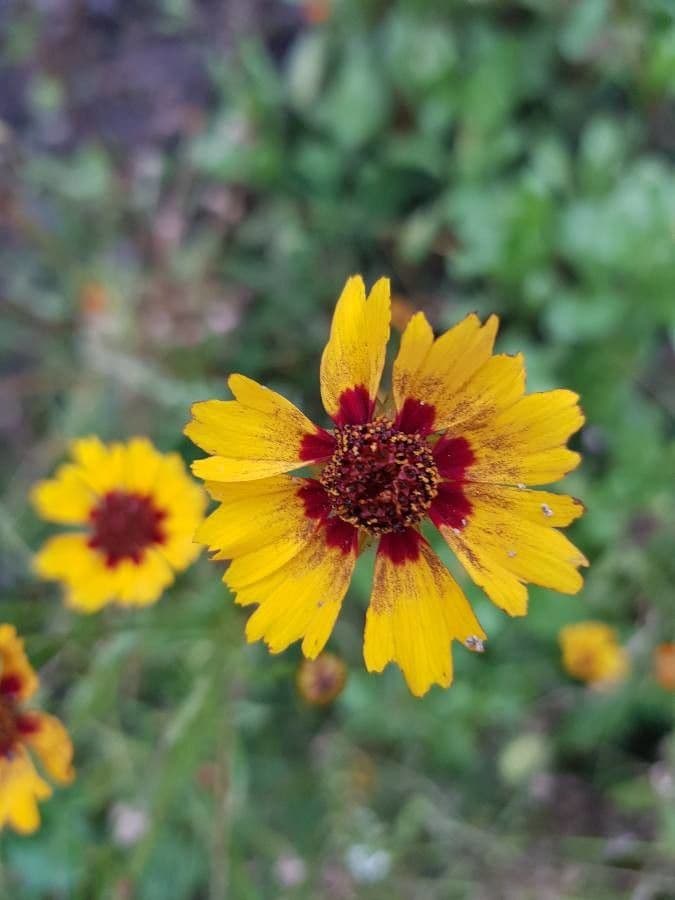 Färber-Mädchenauge 3