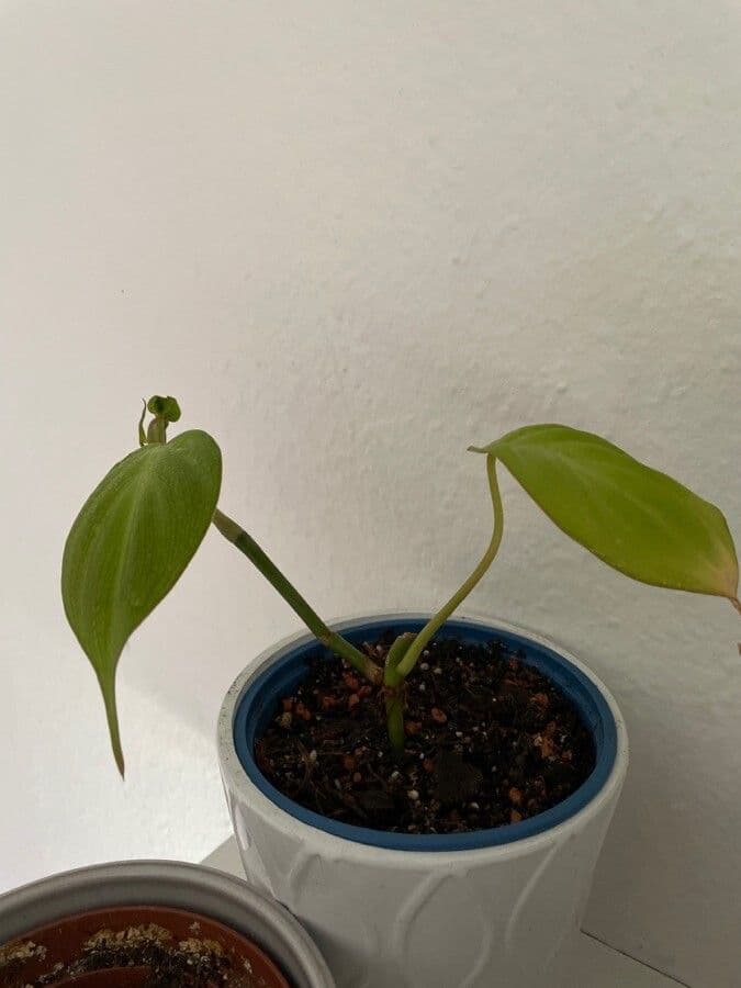 Filodendro 2